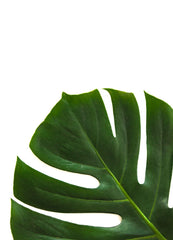 Green leaf image in front of white wall