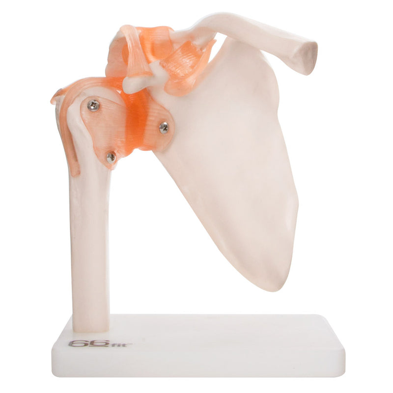 66fit Human Shoulder Joint Anatomical Model