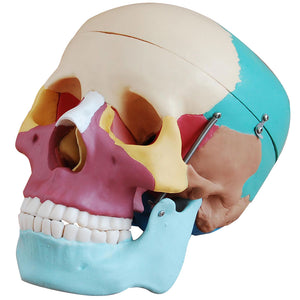 66fit Life Size Human Skull Anatomical Model - Painted Bones