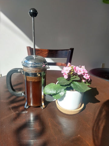 A full french press and a flowering succulent sit in the sunlight in the Java Blend Cafe