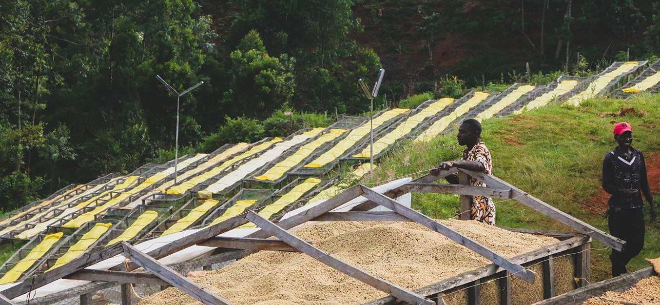 Two men looking over drying beds at a processing facility in Kenya