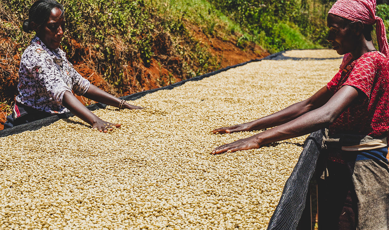 Two women in Kenya sorting drying coffee beans