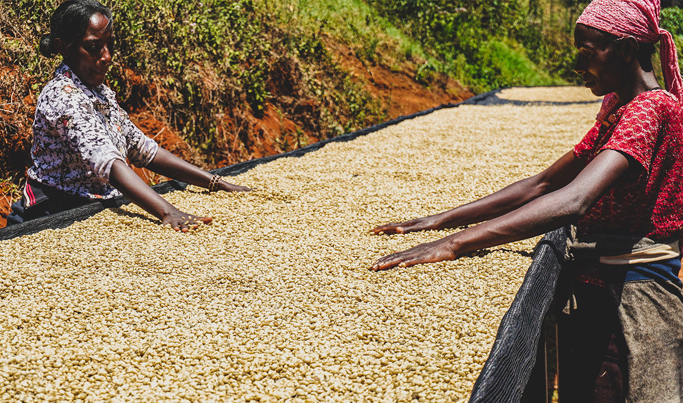 Au Kenya, deux femmes trient des grains de café séchés