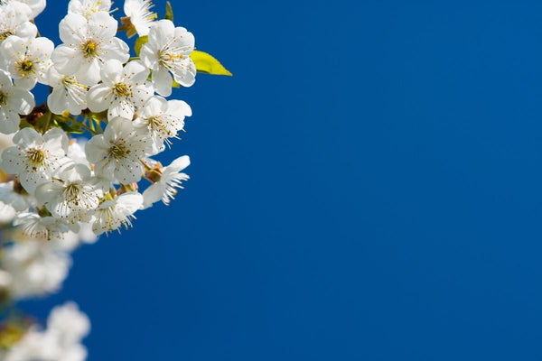 Frühling - Die Zeit für Erneuerung