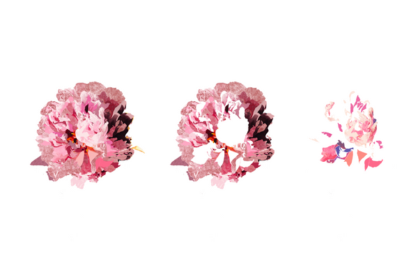 Peony Flower Building Blocks