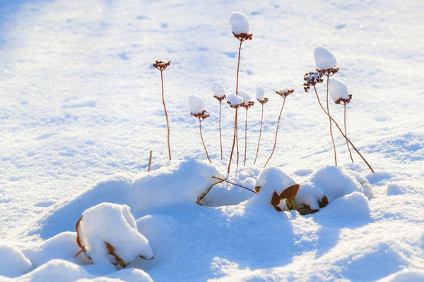 Winter - Eine Zeit für Erholung