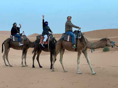 camel_sahara_desert_morocco