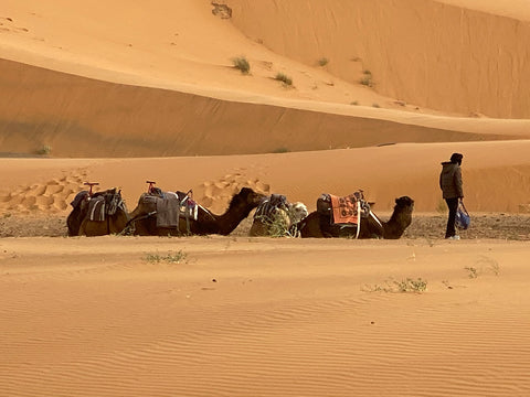 camel_camel-ride_sahara_morocco_campsite_tents_glamping