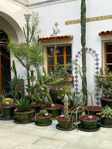 cacti_cactus_courtyard_plants
