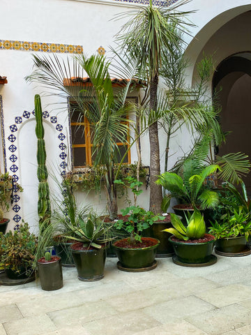 cacti_flora_plants_courtyard_cactus