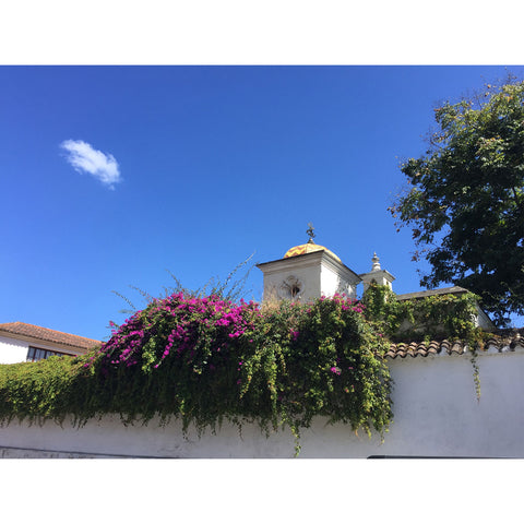 bougainvillia_floral_pink_blue_blooms_stucco_walls_small