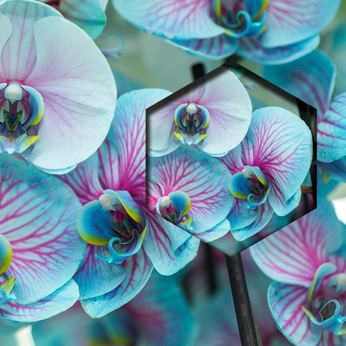 Orquideas Azules | Cuadros Decorativos Canvas Revolution