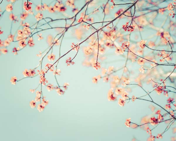 Spring_Blooms_Nature_Photography_Art_Print_4_grande.jpg?9302