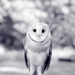 Black And White Photography Print Newton The Barn Owl