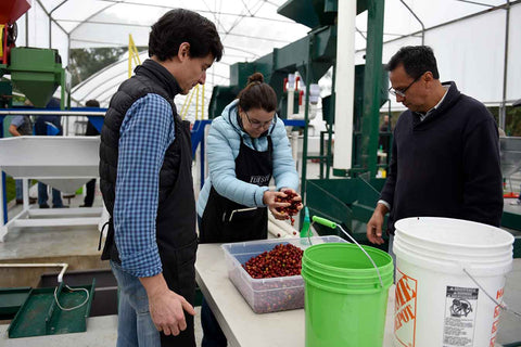 Curso de Café Q precessing nivel 2