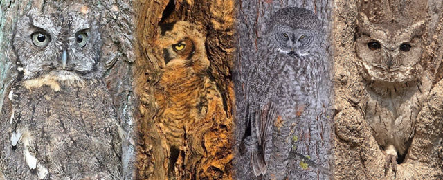 multiple owls blending into nests inside various colored trees