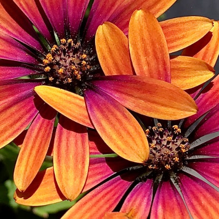 Orange and Purple Treasure Flowers