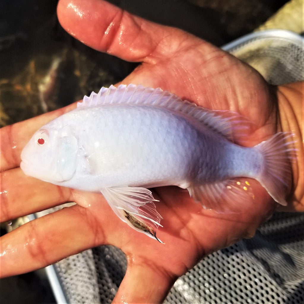 white mbuna cichlid