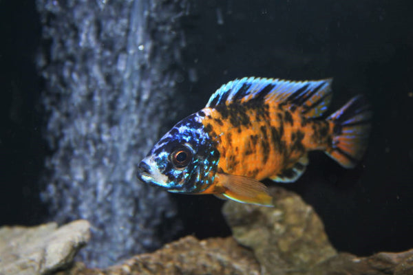 ob red zebra cichlid juvenile white color