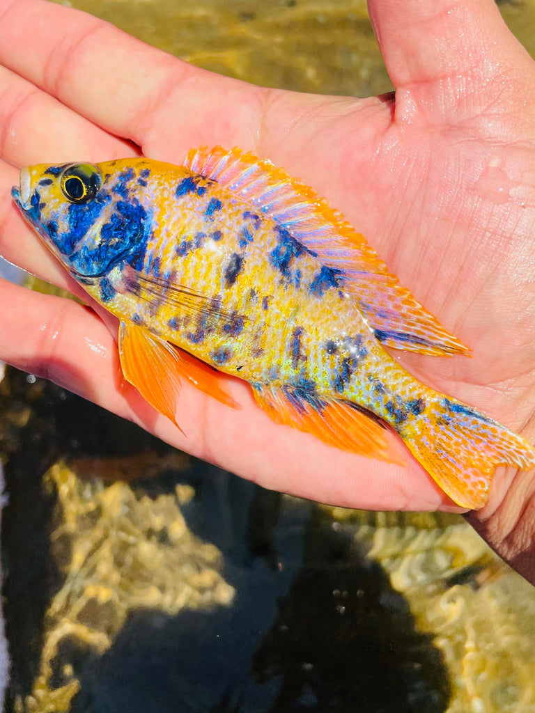 ob peacock cichlid female