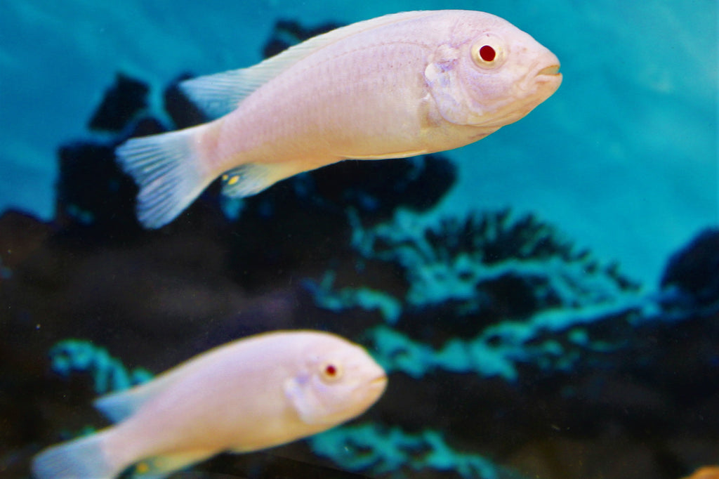 white mbuna cichlid