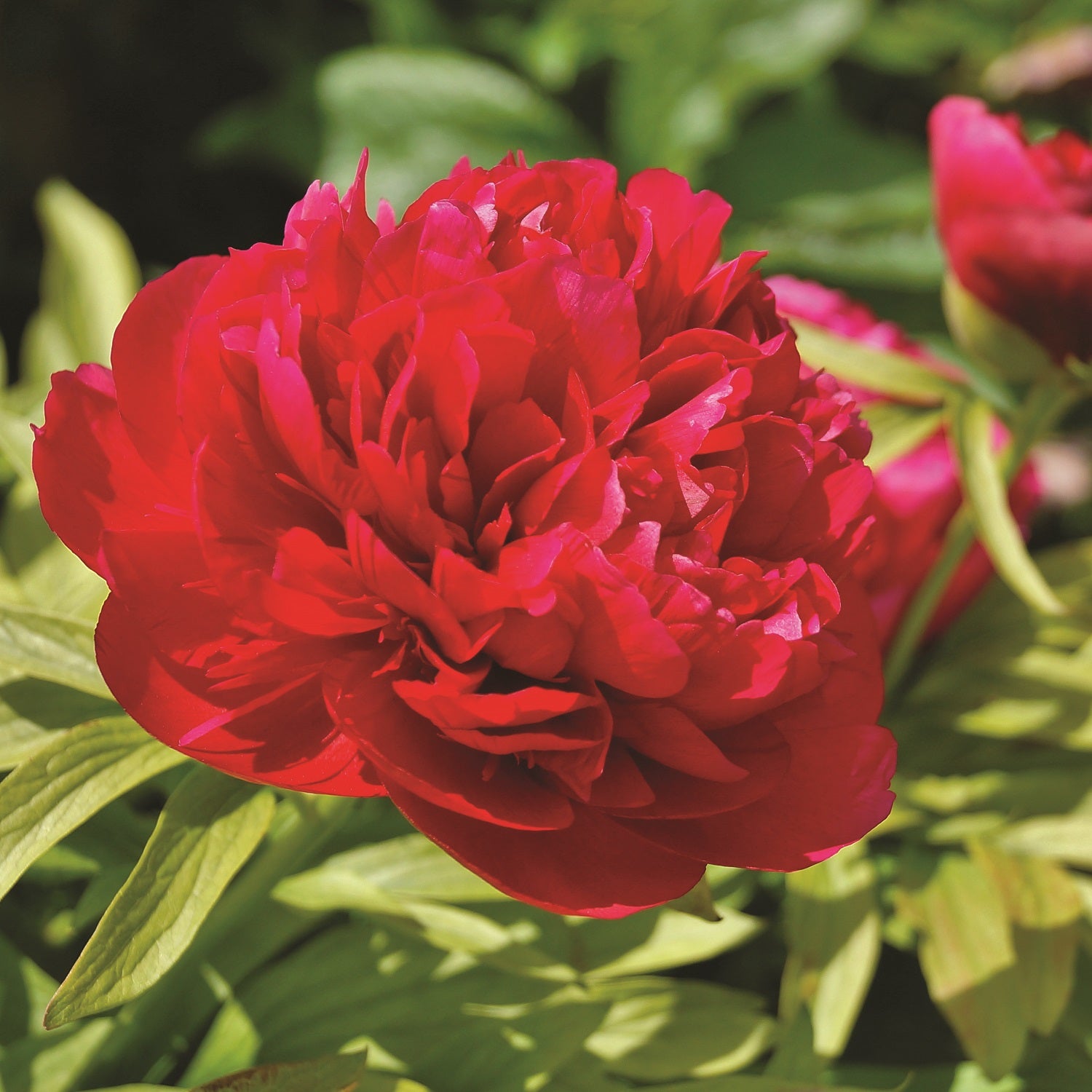 Peony 'Felix Crousse' Double Red x 1 bare root – Precious Plants