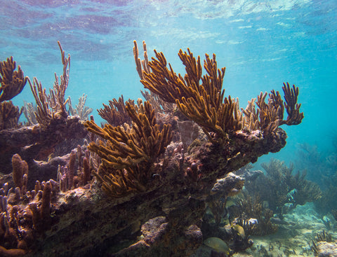 coral reef tulum