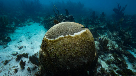 brain coral affected by stony coral tissue loss disease