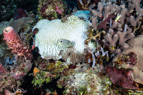 coral bleaching