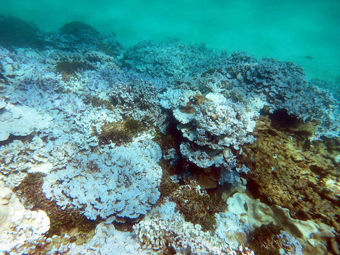 coral bleaching noaa