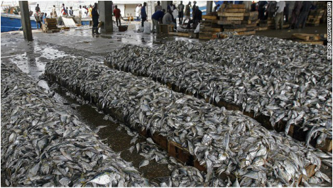 overfishing