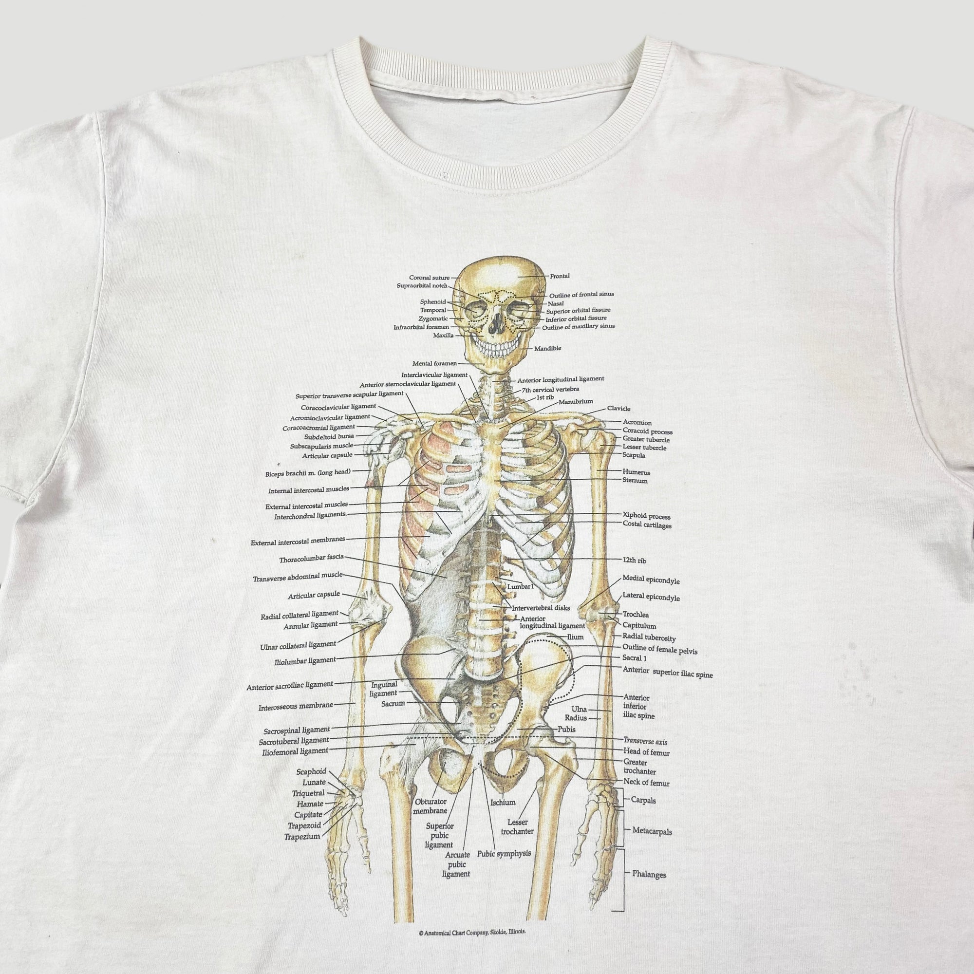 2022発売 90s 耳 三半規管 Anatomical Chart co 解剖図 Tシャツ