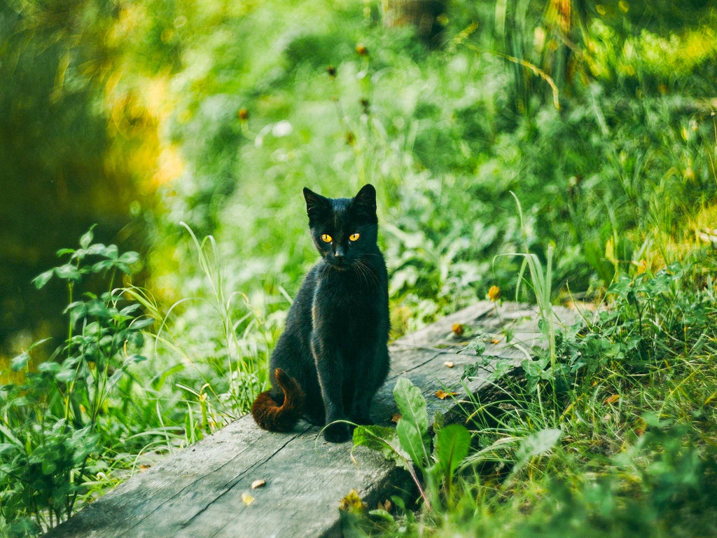 Katze Bierhefe Dosierung