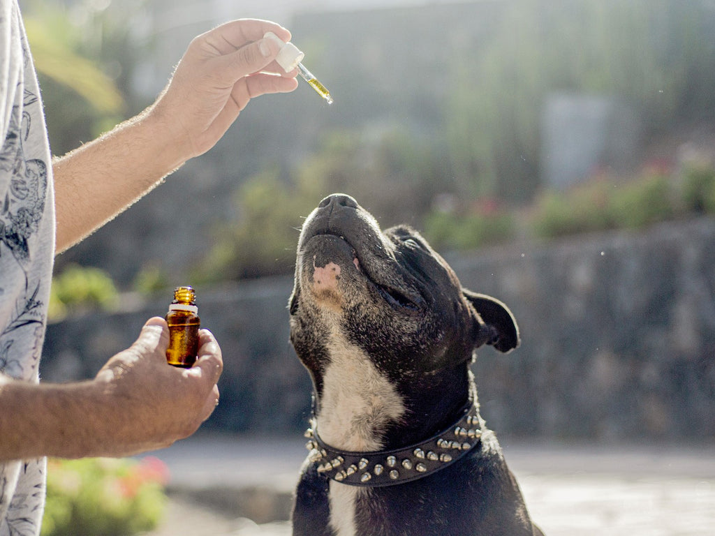 Hund und Lachsölpipette