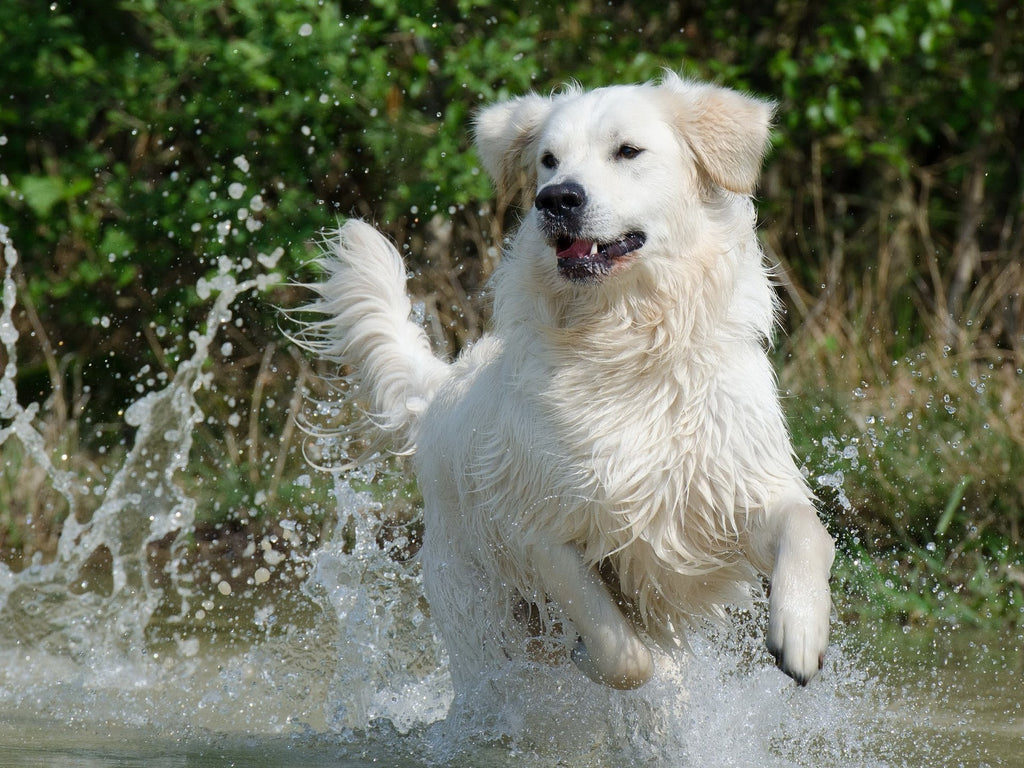 springender Hund in Wasser