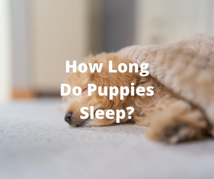 how much sleep do poodles need