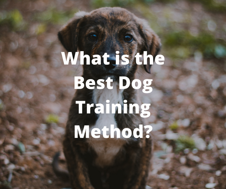 positive reinforcement dog training quotes