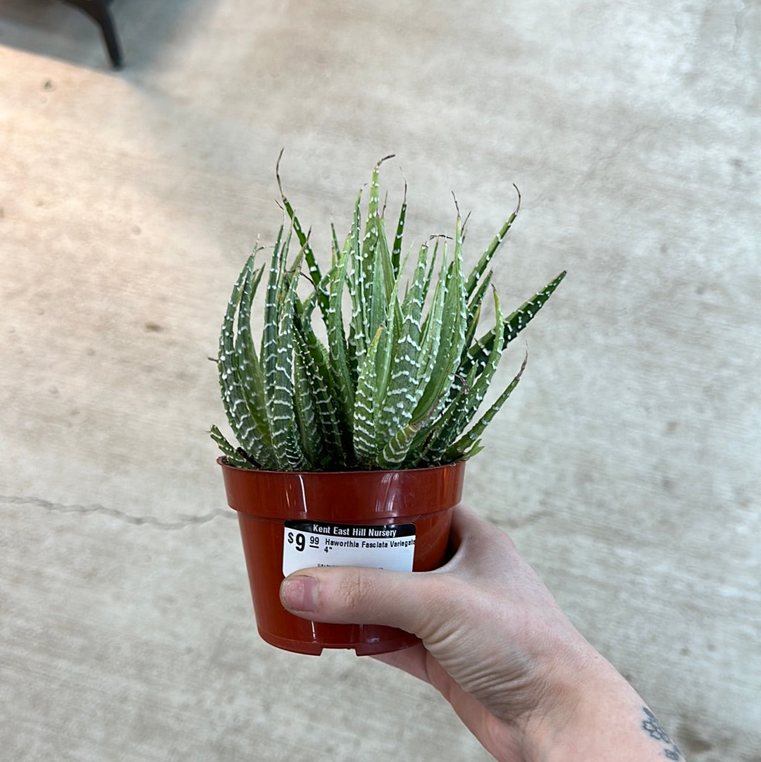 Haworthia Fasciata Variegata 4"