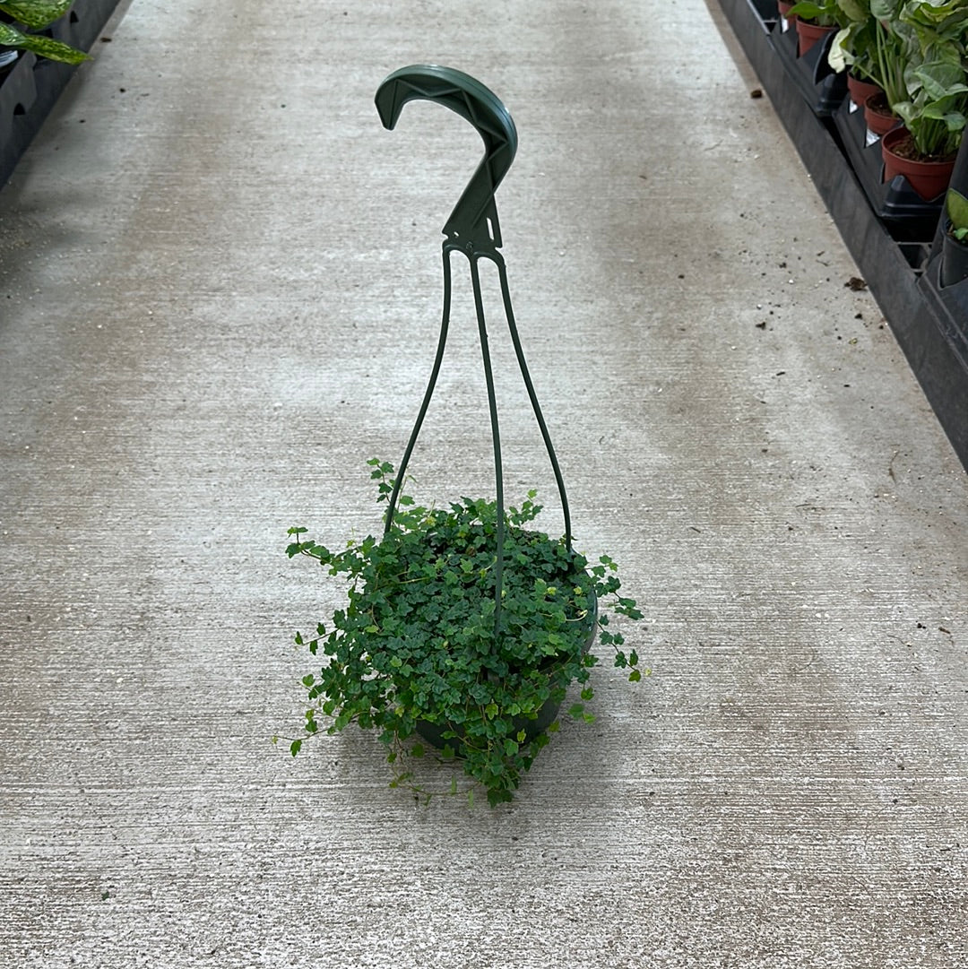Ficus Quercifolia 6" HB - String of Frogs