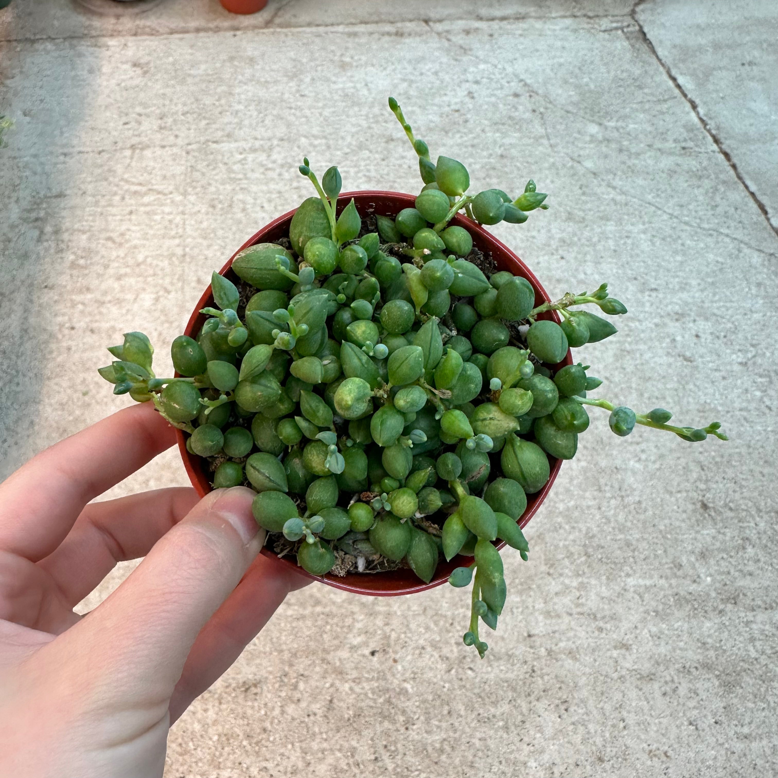 Senecio radicans 4" - String of Beans
