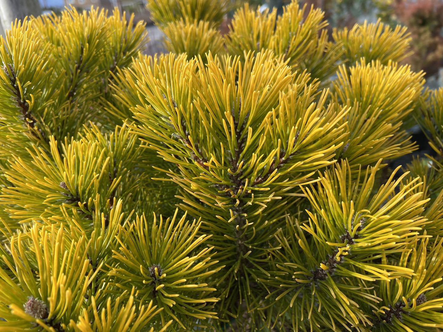 Pinus_Mugo_Carsten_s_Wintergold