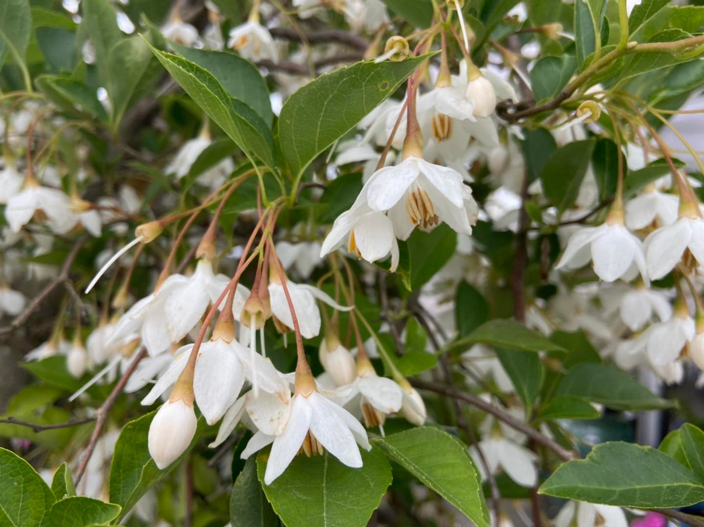 Styrax_japonica_Pendula