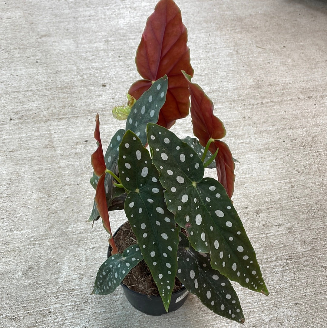Begonia maculata 6"