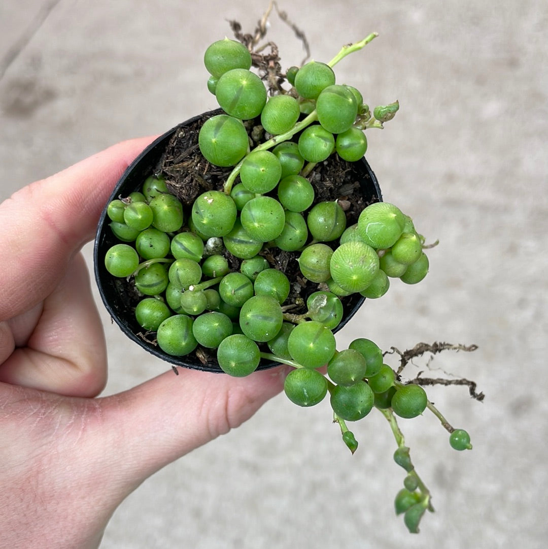 Senecio 'rowleyanus' 2" - String of Pearls