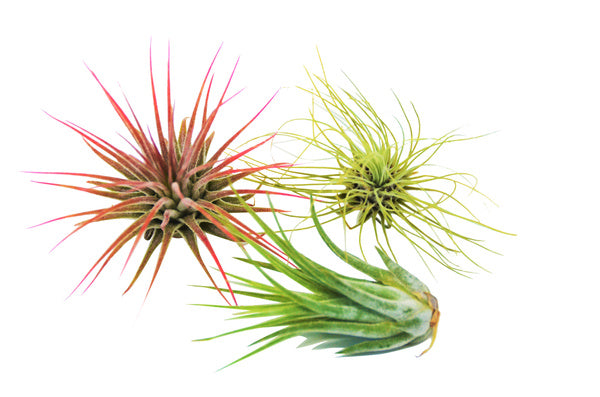 

Air Plant 3 Pack / 3 Different Plant Species / House Plants / Home Decor (One Size / green)