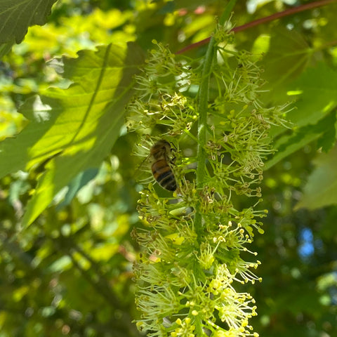 Ringwood Honey, Local New Forest Honey - Maple Tree