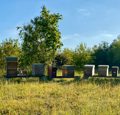 Ringwood Local New Forest Honey Apiary 