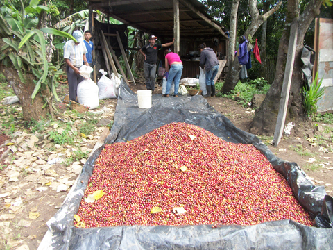 Coffee that has already been weighed. It is now ready for bagging and transport to the coffee mill (beneficio)