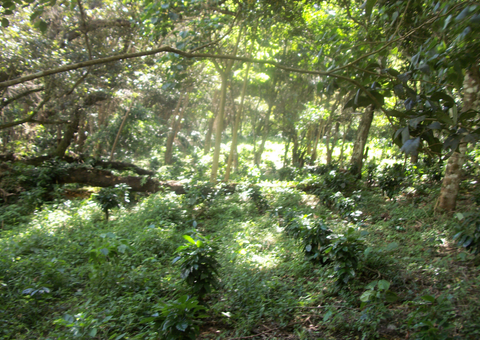 Young coffee trees growing in Nicaragua