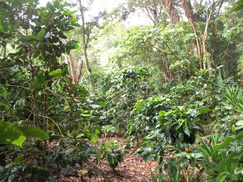 A mix of old and young coffee trees